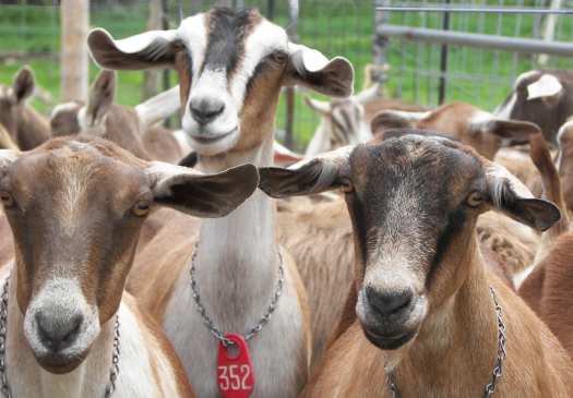 Photo of Seal Cove Farm dairy goats